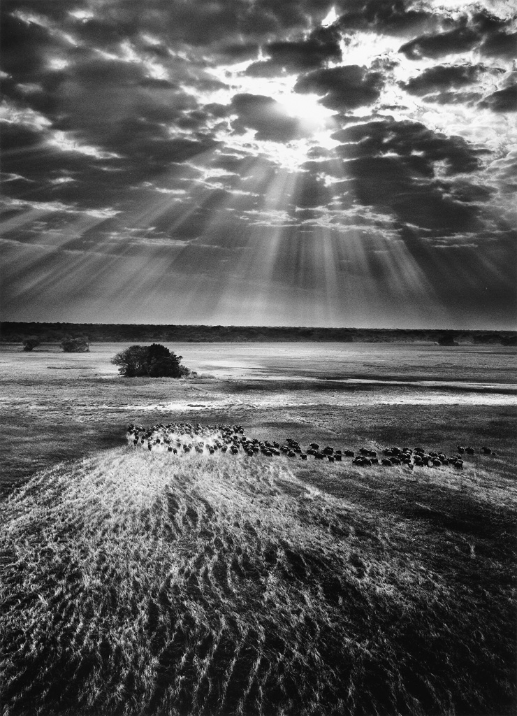 Appraisal: SEBASTI O SALGADO - Kafue National Park Zambia Buffalo Silver