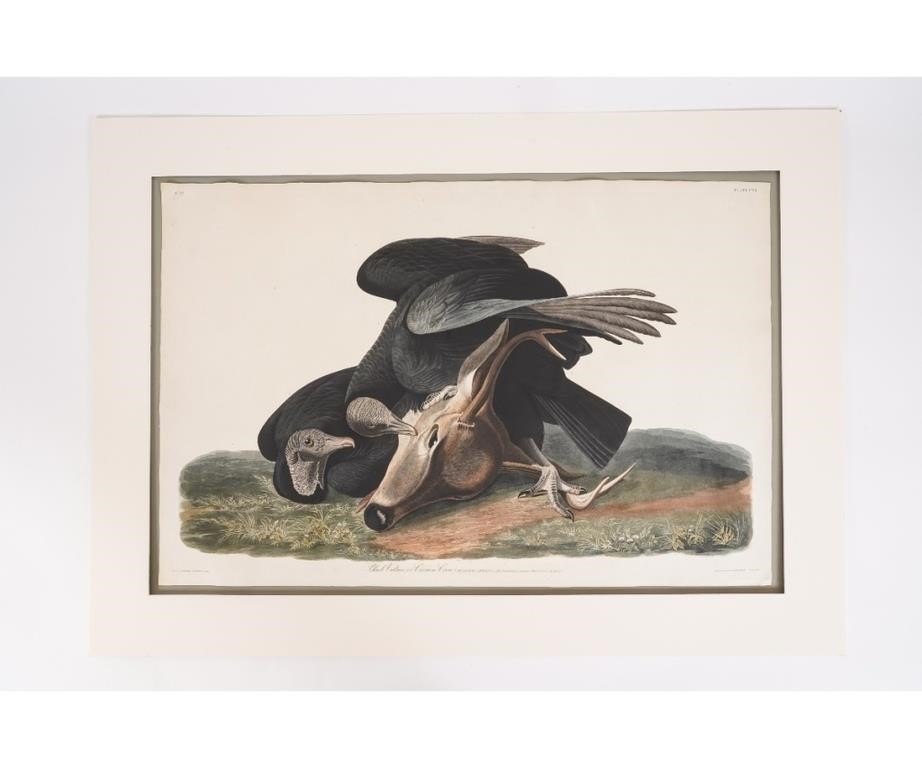 Appraisal: J J Audubon engraving Black Vulture or Carrion Crow plate