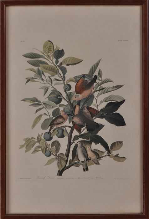 Appraisal: AFTER JOHN JAMES AUDUBON GROUND DOVE Engraving in colors printed