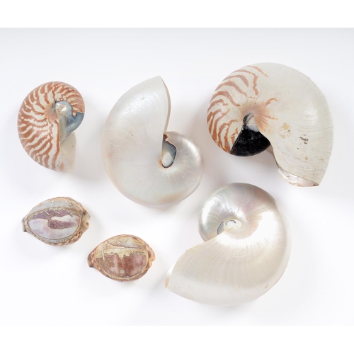 Appraisal: Conchology A group of seashells comprising four chambered nautilus shells