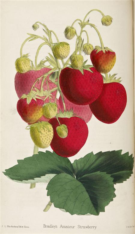 Appraisal: Botany and gardening--Moore Thomas The florist and pomologist and volumes