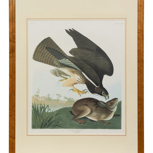 Appraisal: After John James Audubon American - Common Buzzard Plate CCCLXXII