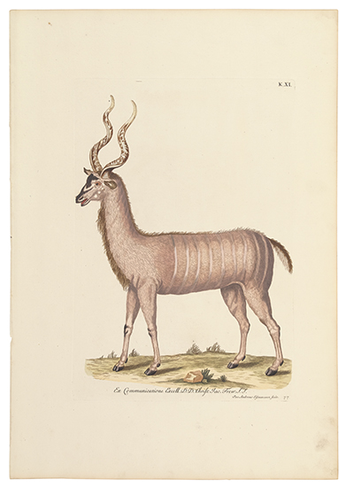 Appraisal: NATURAL HISTORY Knorr Georg Wolfgang Group of lovely hand-colored plates