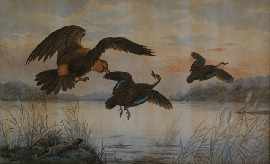 Appraisal: Neville Henry Pennington Cayley - Marsh Harrier Harassing Black Ducks