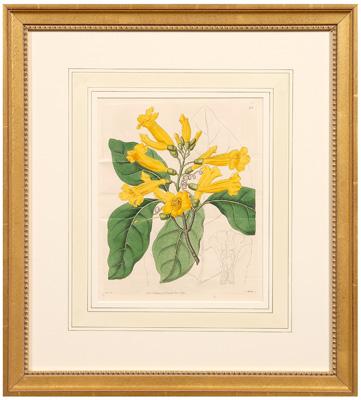 Appraisal: Six botanical prints Sydenham Edwards from the Botanical Register hellip