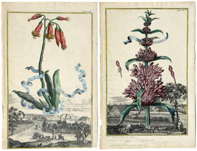 Appraisal: Two Johann Volckamer engravings florals from Johann Volckamer Nurembergische Hesperides