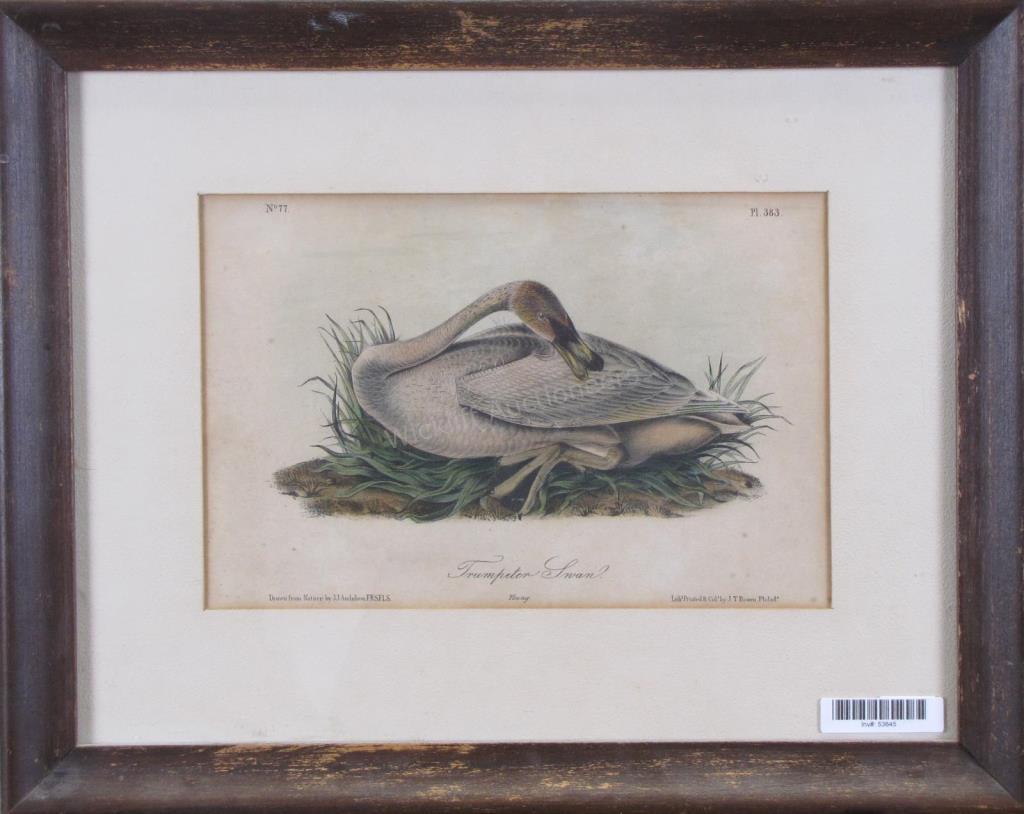 Appraisal: An Octavo edition print of J J Audubon's Trumpeter Swan