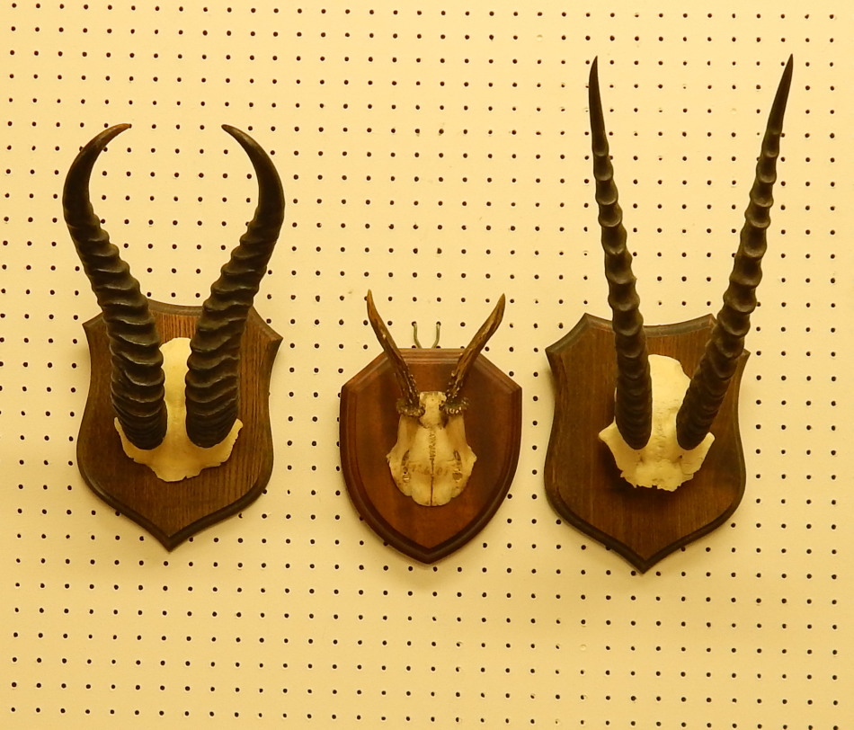 Appraisal: A pair of Thompsons Gazelle horns a pair of spingbok