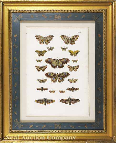 Appraisal: An Antique Hand-Colored Engraving of Moths th c or earlier