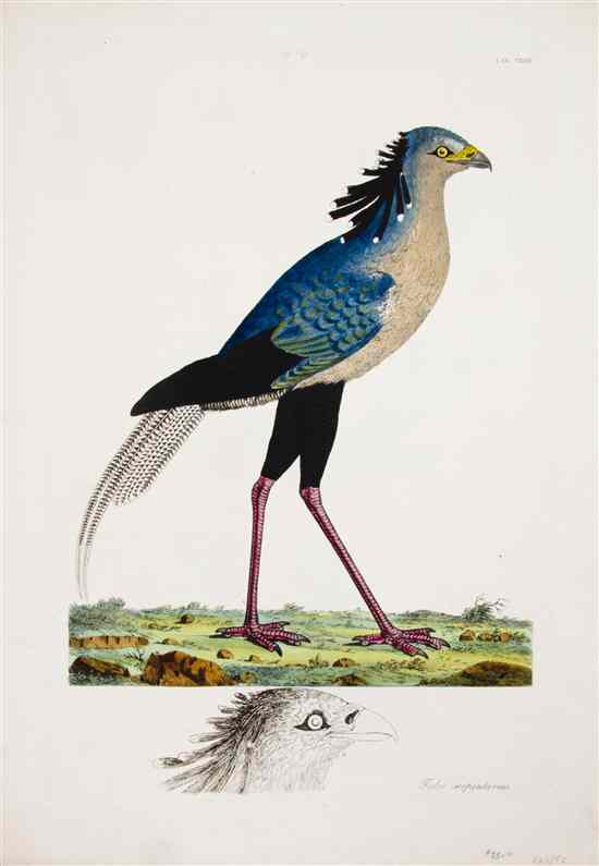 Appraisal: ORNITHOLOGY ENGLISH PAILLOU PETER after A group of six lithographs