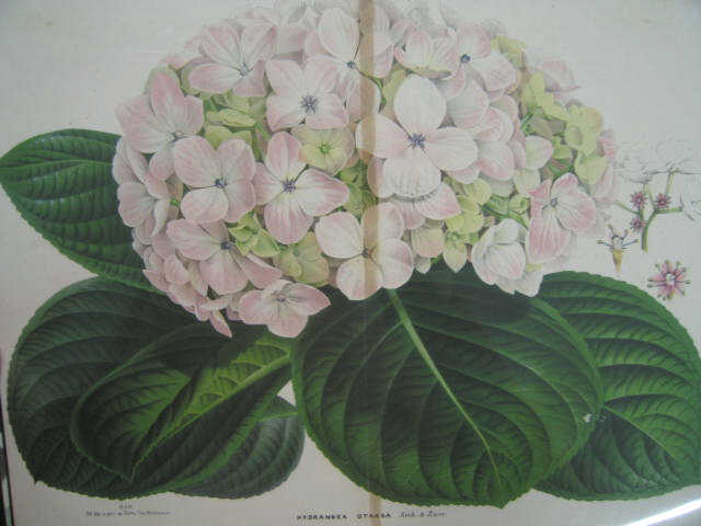 Appraisal: Lot of Botanical Prints Engravings