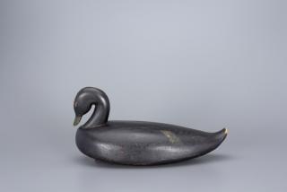 Appraisal: Preening Black Duck Samuel Smith Toothaker Preening Black Duck Samuel