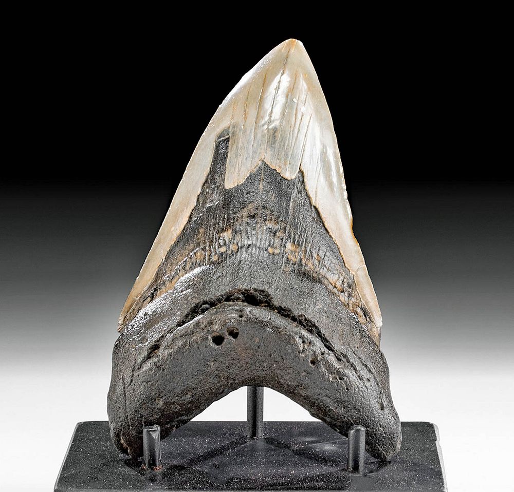 Appraisal: Large Prehistoric Fossilized Megalodon Tooth Ancient Seas Middle Miocene to