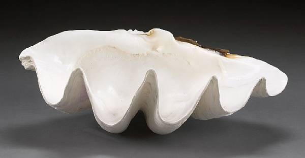 Appraisal: Giant Clam Shell Tridacna gigas Living species Indonesia The Giant