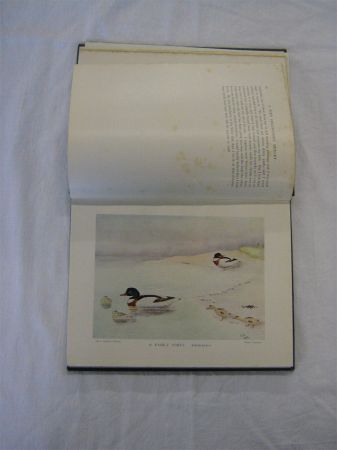 Appraisal: E C ARNOLD A BIRD COLLECTORS MEDLEY st edn plts