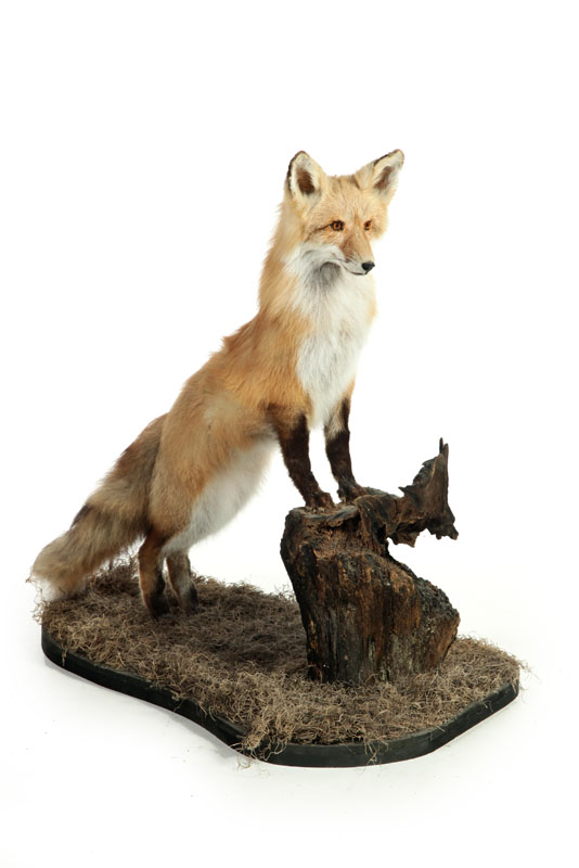 Appraisal: RED FOX FULL BODY TAXIDERMY MOUNT On a grass and