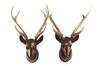 Appraisal: DEER HEADS - Pair of carved wood and painted deer