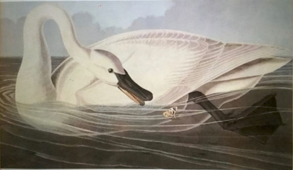 Appraisal: Trumpeter Swan Lithograph After Audubon by M Bernard A limited