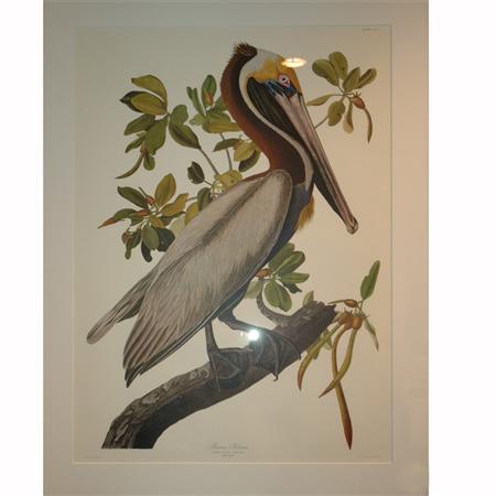 Appraisal: After John James Audubon BROWN PELICAN Color reproduction Estimate -