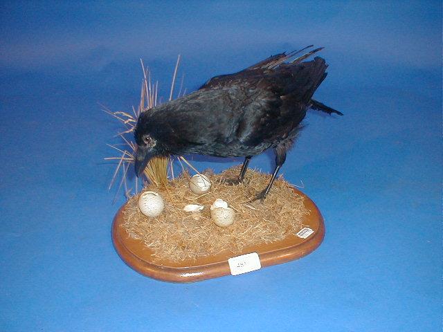 Appraisal: A taxidermy crow