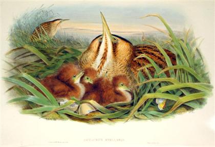 Appraisal: pieces Hand-Colored Lithographs Gould John Game Birds Botaurus Stellaris Bittern