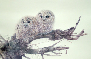 Appraisal: After Bryan Reed - Tawny Owl published by Palaquin Fine