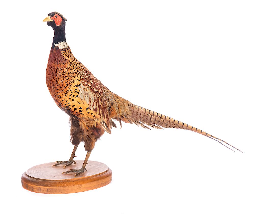 Appraisal: Ring-Neck Pheasant Taxidermy Mount Excellent condition with no damage or