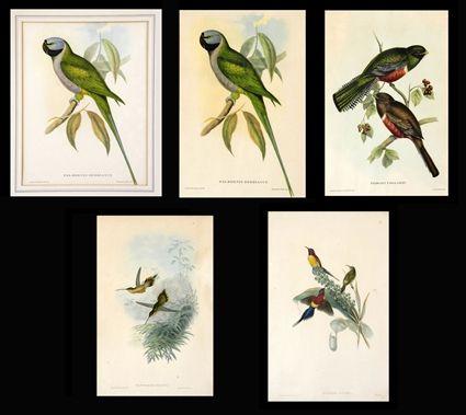 Appraisal: FIVE ORNITHOLOGICAL PRINTS Four marked Gould Richter one marked J