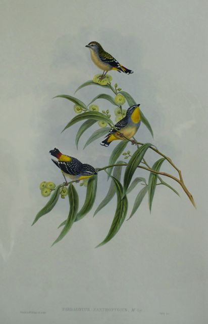 Appraisal: Yellow-rumped Pardalote Pardalotus Xanthopygius