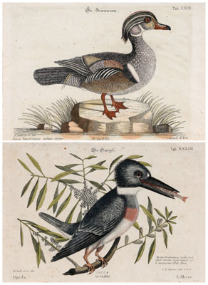 Appraisal: Two prints after Mark Catesby British - Canard d'Ete and