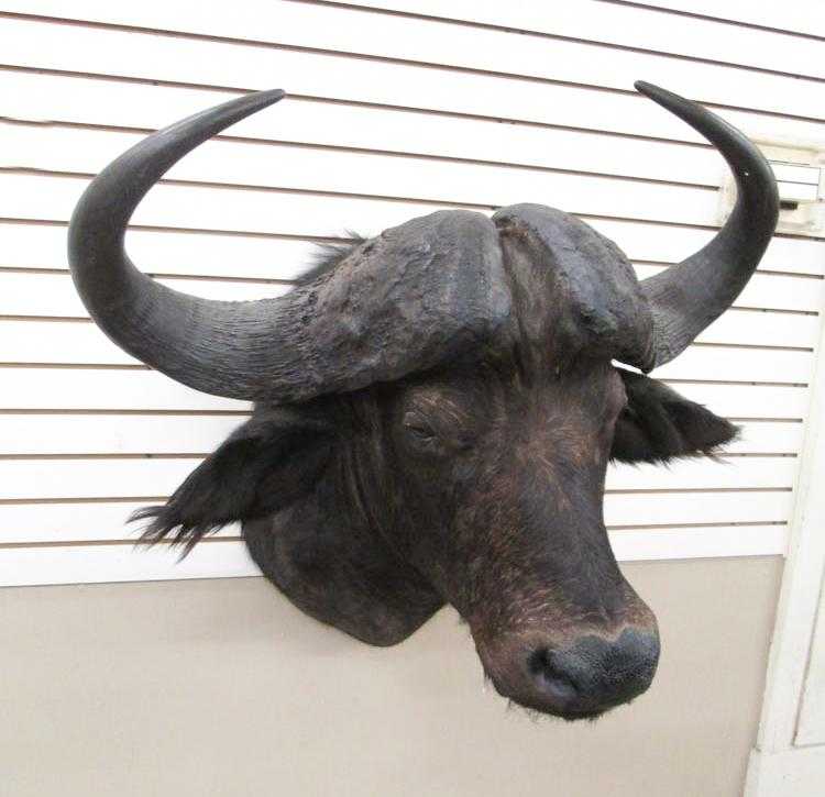 Appraisal: AFRICAN TAXIDERMY MOUNT Southern Cape Buffalo Angola a head shoulder