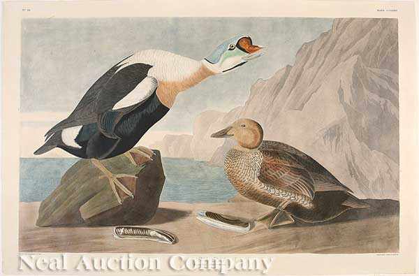 Appraisal: John James Audubon American - King Duck Plate hand-colored engraving