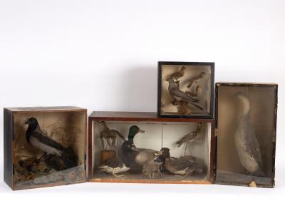 Appraisal: A taxidermy case of a hooded crow by H Holloway