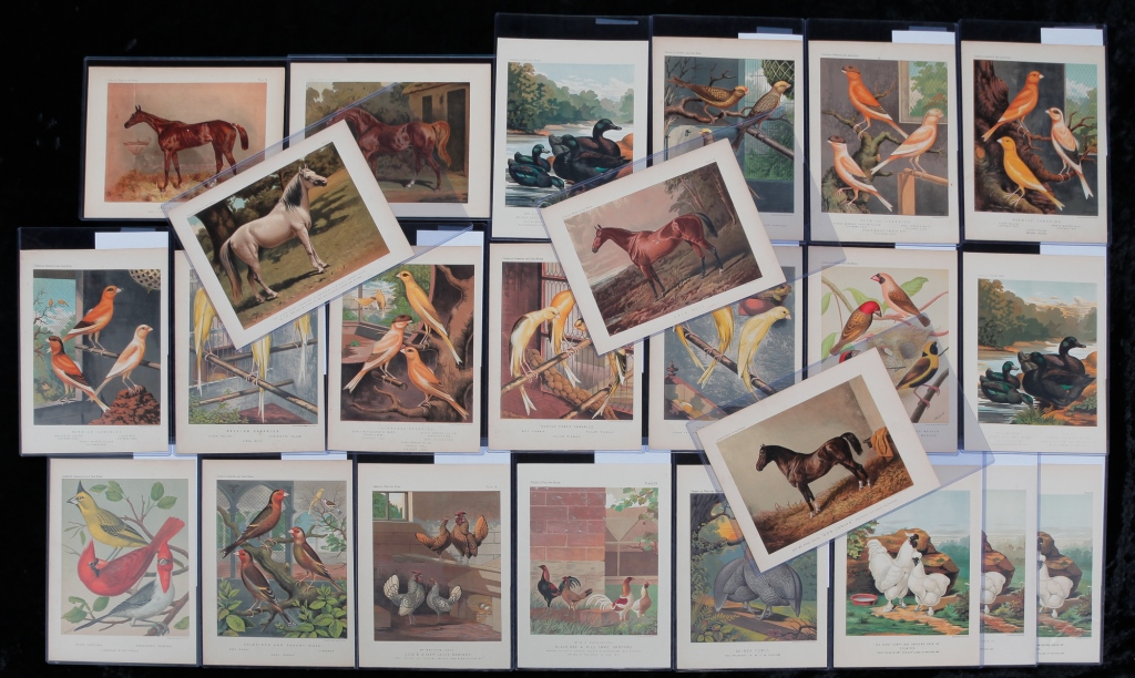 Appraisal: PETER CASSELL CHROMOLITHOGRAPHS Fourth quarter th century Five horses from