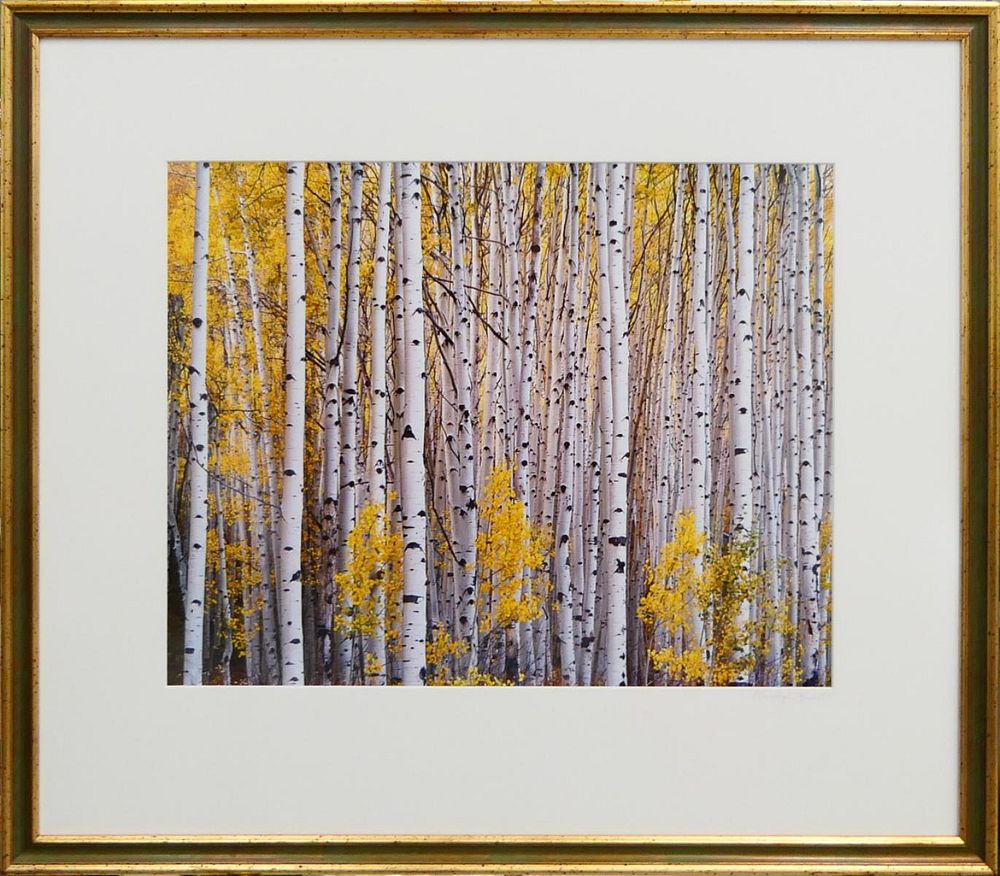 Appraisal: CHRISTOPHER BURKETT USA b ASPEN GROVE Christopher Burkett AMERICAN OREGON