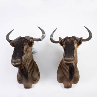 Appraisal: Pair mounted African wildebeest trophies th c approx h x