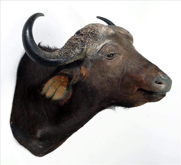 Appraisal: A shoulder-mount of a buffalo cm high see illustration on