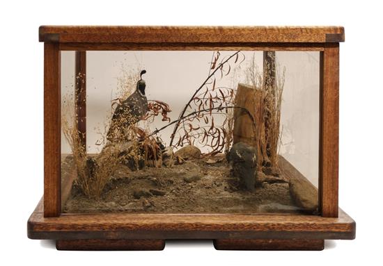 Appraisal: Sale Lot A Quail Taxidermy Diorama mid twentieth century having