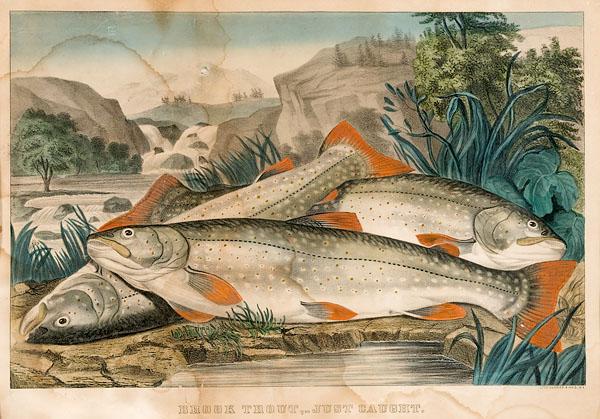 Appraisal: CURRIER IVES BROOK TROUT-JUST CAUGHT Conningham Hand-colored medium folio lithograph