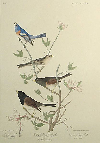 Appraisal: After John James Audubon American - Lazuli Finch Clay-coloured Finch