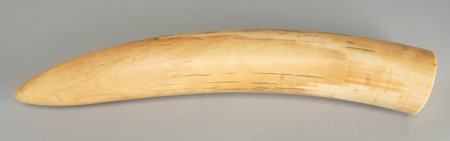 Appraisal: LARGE END OF AN ELEPHANT TUSK Length Approx lbs Not