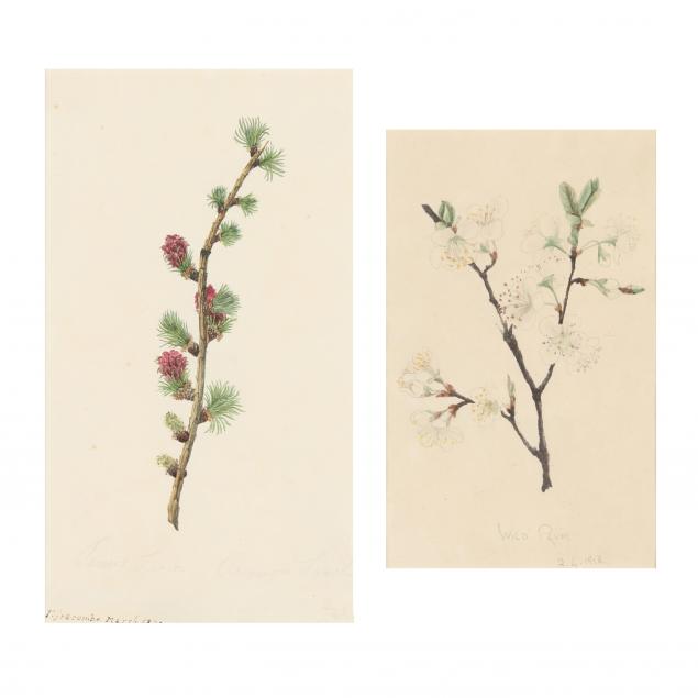 Appraisal: TWO ANTIQUE ENGLISH SCHOOL BOTANICAL WATERCOLORS The first depicting a