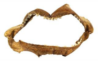 Appraisal: Lot of Preserved shark jaws complete with teeth including a