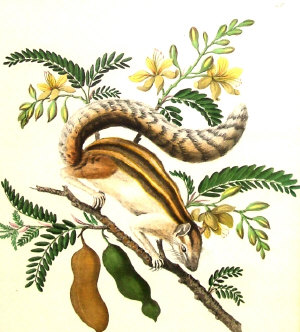 Appraisal: After William Hooker late th Century- 'Indian Squirrel and Tamarind'