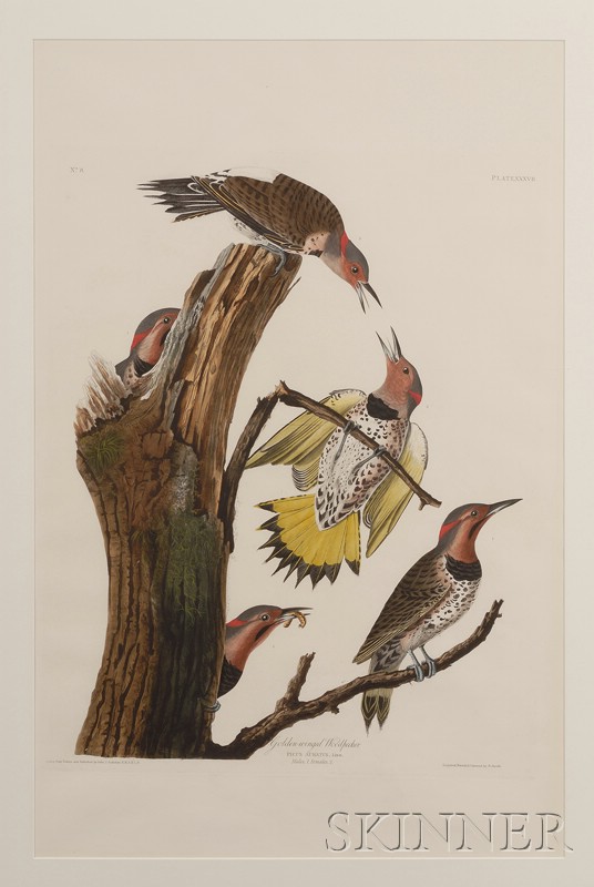 Appraisal: Audubon John James - Golden-winged Woodpecker plate XXXVII from the