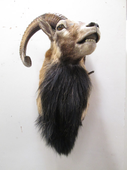 Appraisal: TAXIDERMY HEAD SHOULDER MOUNT Mouflon Sheep ram with horns Spiedon