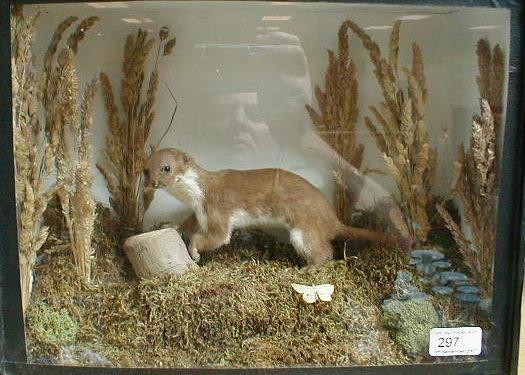 Appraisal: A taxidermy stoat in a glazed case