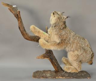 Appraisal: Taxidermy lynx full floor mount on branch lg Taxidermy lynx