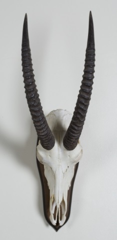 Appraisal: African Animal Skull and Horn Mount African Animal Skull and