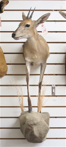 Appraisal: DUIKER TAXIDERMY HALF MOUNT a small antelope species native to